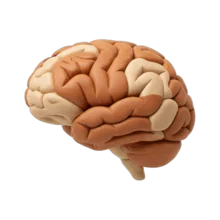 A brain